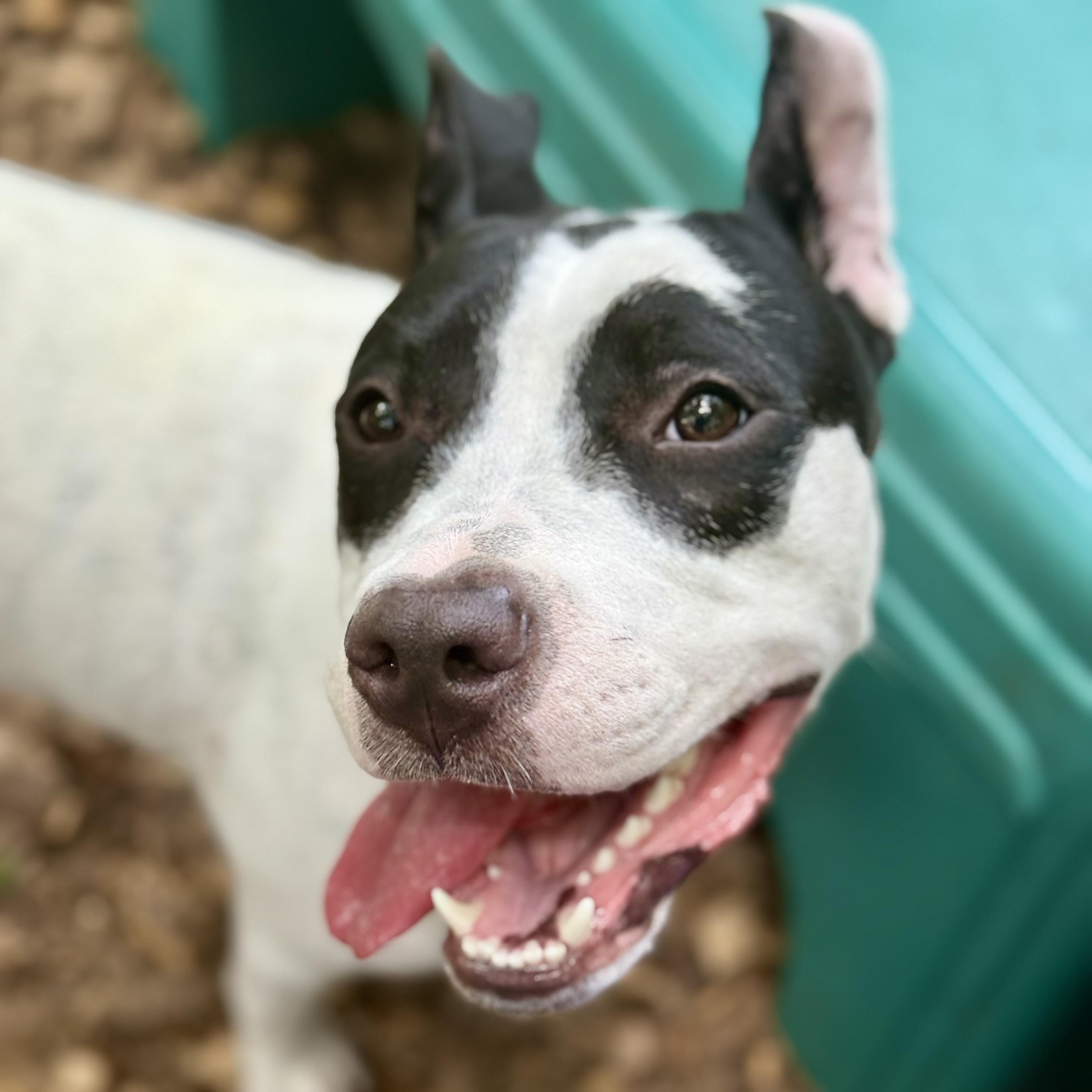 Enlarge Tiara- 53241, a ADOPTABLE mixed breed in Columbia, MD image 4/5