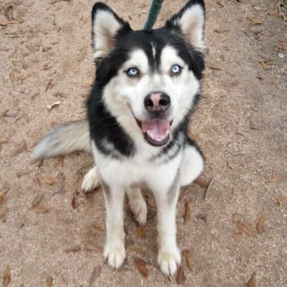 Eyas, Adoptable, Adult Male Husky.
