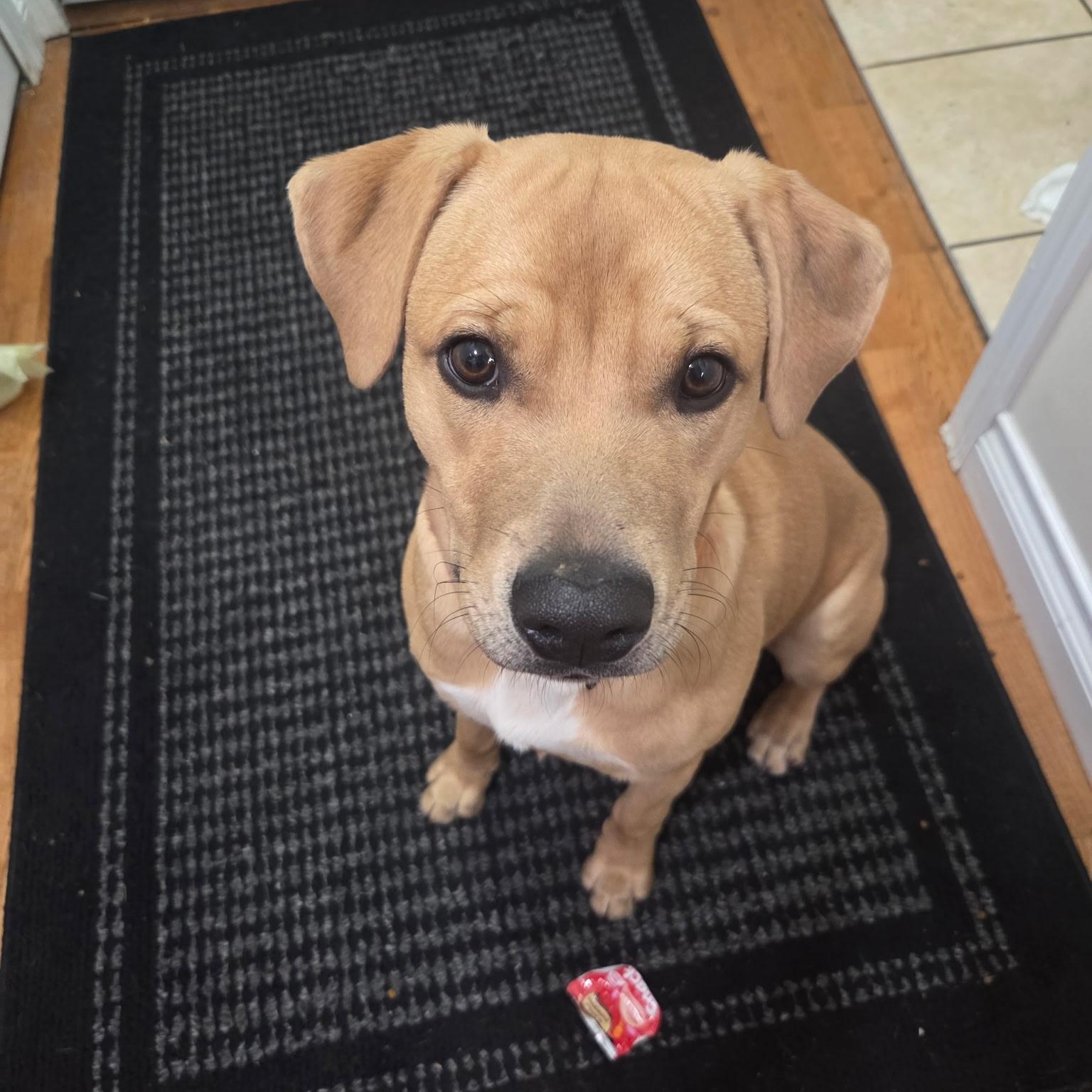 Toby, ADOPTABLE, Young Male Black Mouth Cur & Labrador Retriever.