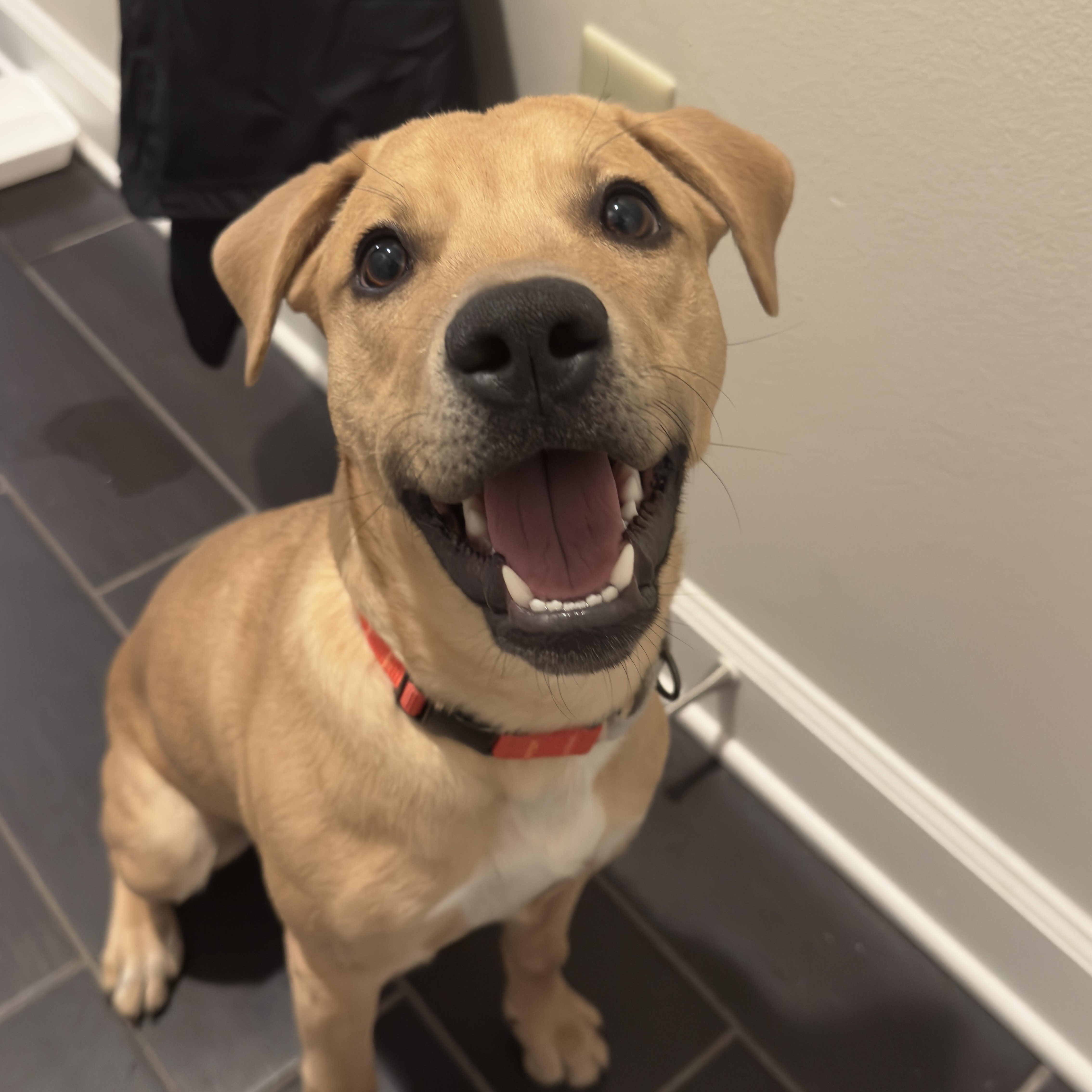Toby, ADOPTABLE, Young Male Labrador Retriever.