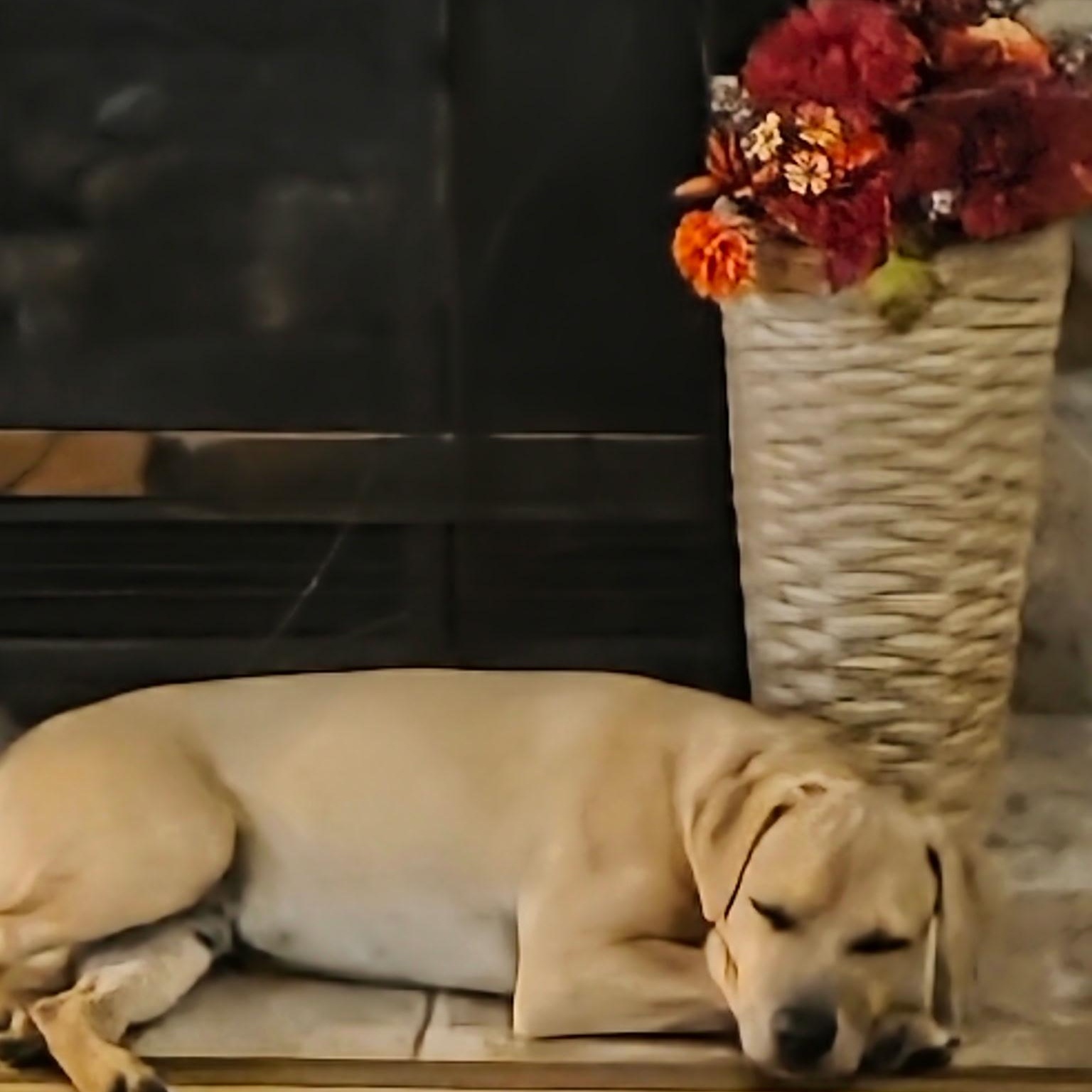 Toby, ADOPTABLE, Young Male Black Mouth Cur & Labrador Retriever.