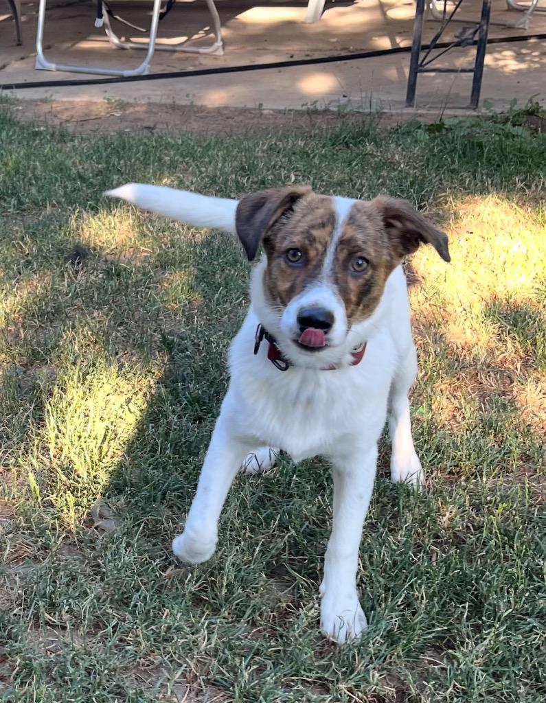 Ngozi, Adoptable, Young Female Cattle Dog & Labrador Retriever.