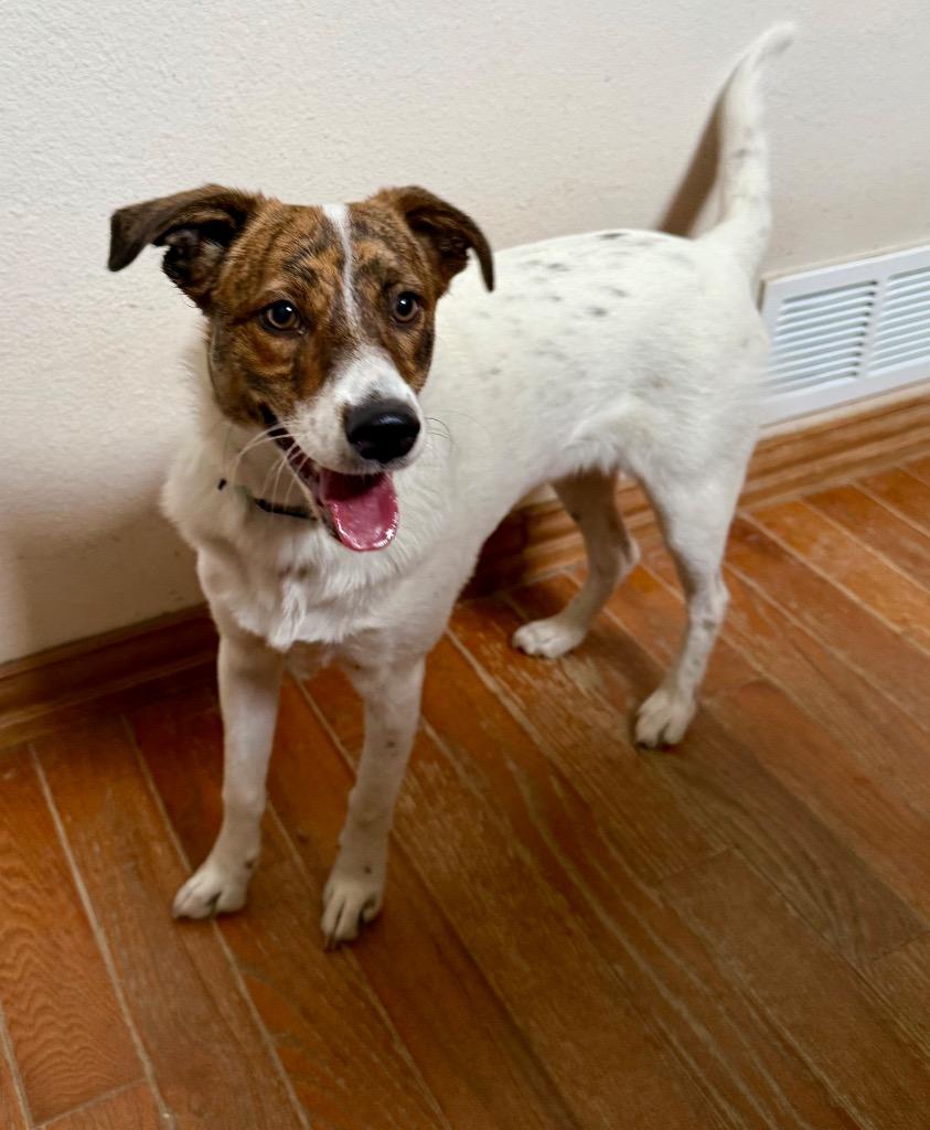 Ngozi, Adoptable, Young Female Cattle Dog & Labrador Retriever.