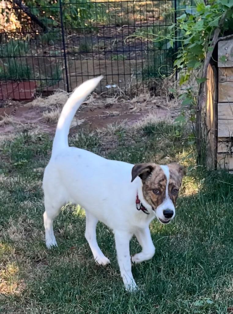 Ngozi, a Adoptable mixed breed in Fort Lupton, CO image 2/3