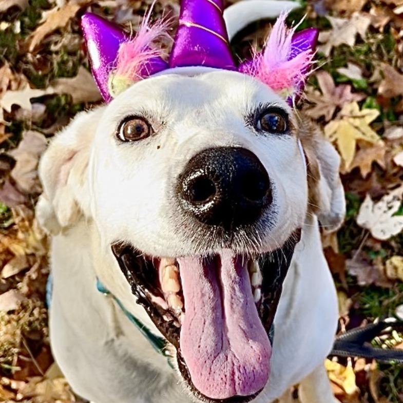 Roland - Fee Sponsored in Full, a Adoptable mixed breed in Alexandria, VA image 1/6