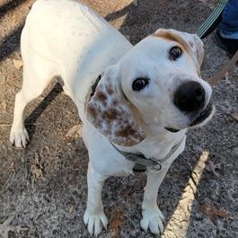 Roland - Fee Sponsored in Full, a Adoptable mixed breed in Alexandria, VA image 3/6
