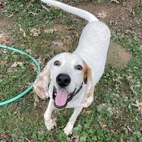 Roland - Fee Sponsored in Full, a Adoptable mixed breed in Alexandria, VA image 4/6