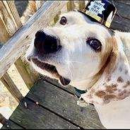 Roland - Fee Sponsored in Full, a Adoptable mixed breed in Alexandria, VA image 6/6