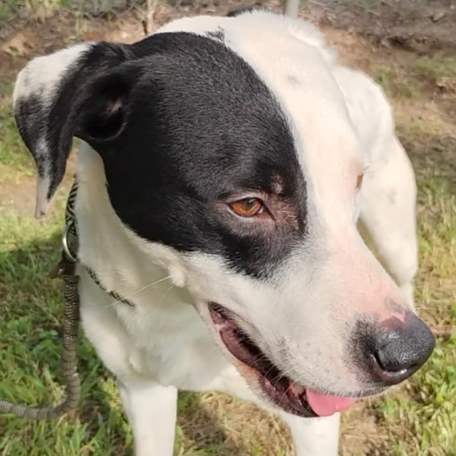 Skippy D46340, Adoptable, Adult Male Mixed Breed.