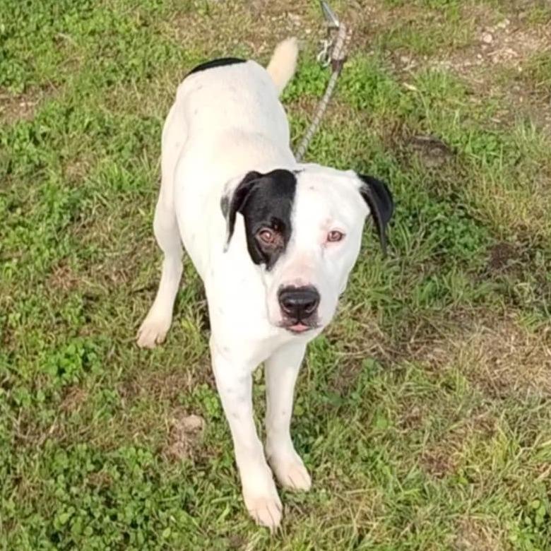 Enlarge Skippy D46340, a Adoptable Mixed Breed in Corsicana, TX image 2/3