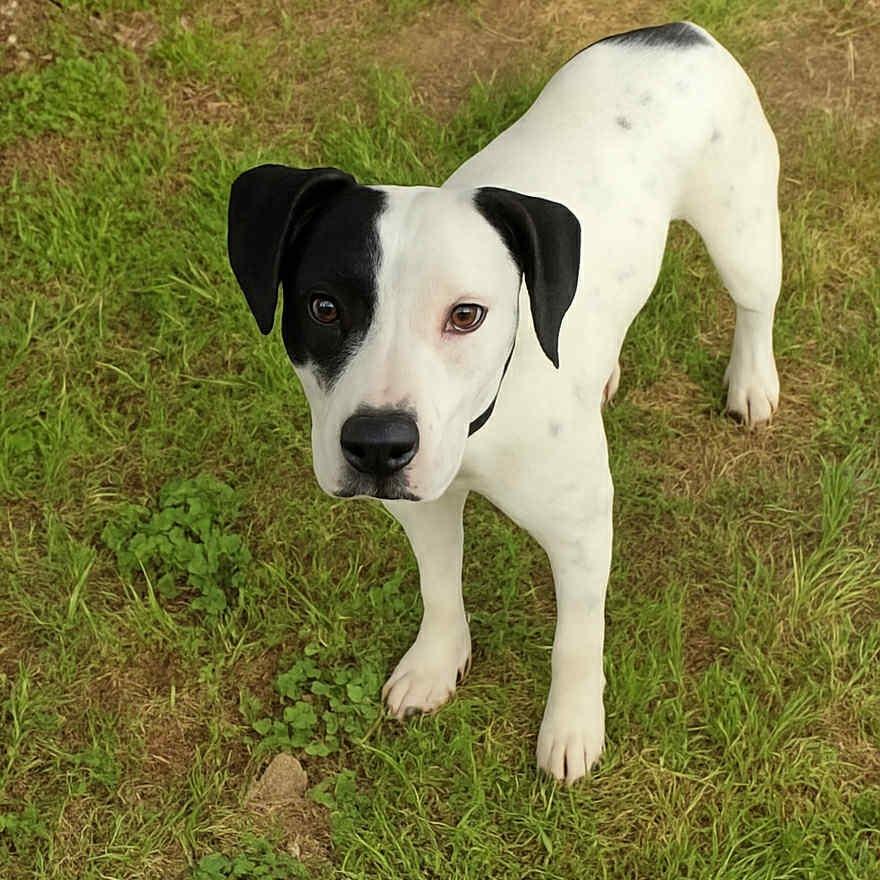 Enlarge Skippy D46340, a Adoptable Mixed Breed in Corsicana, TX image 3/3