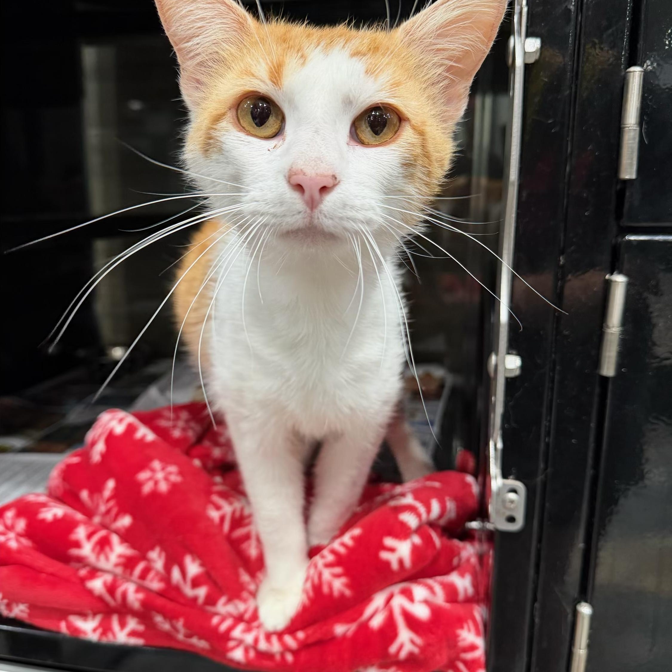 Love Bug, ADOPTABLE, Adult Female Domestic Short Hair.