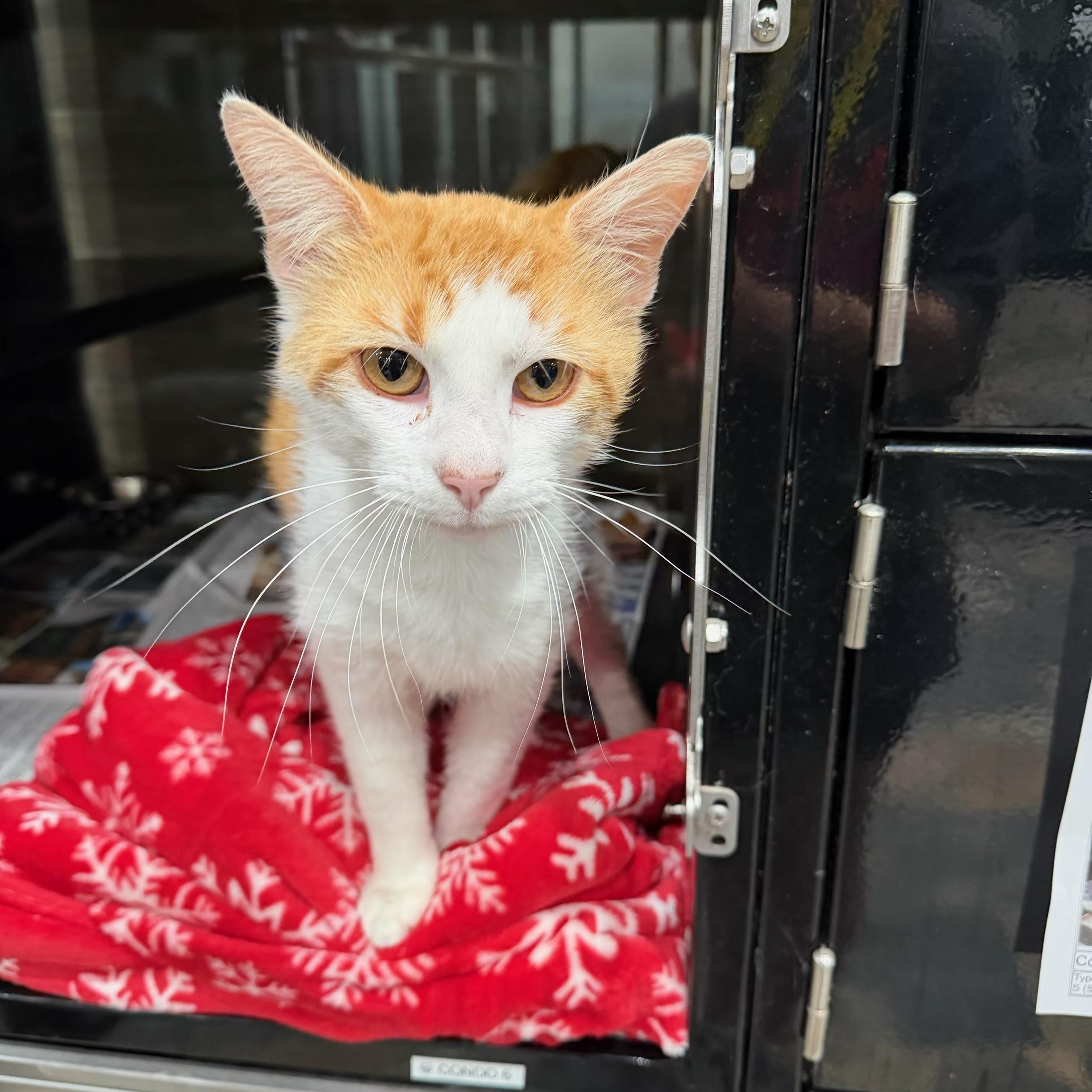 Love Bug, a ADOPTABLE Domestic Short Hair in Sherman, TX image 3/3
