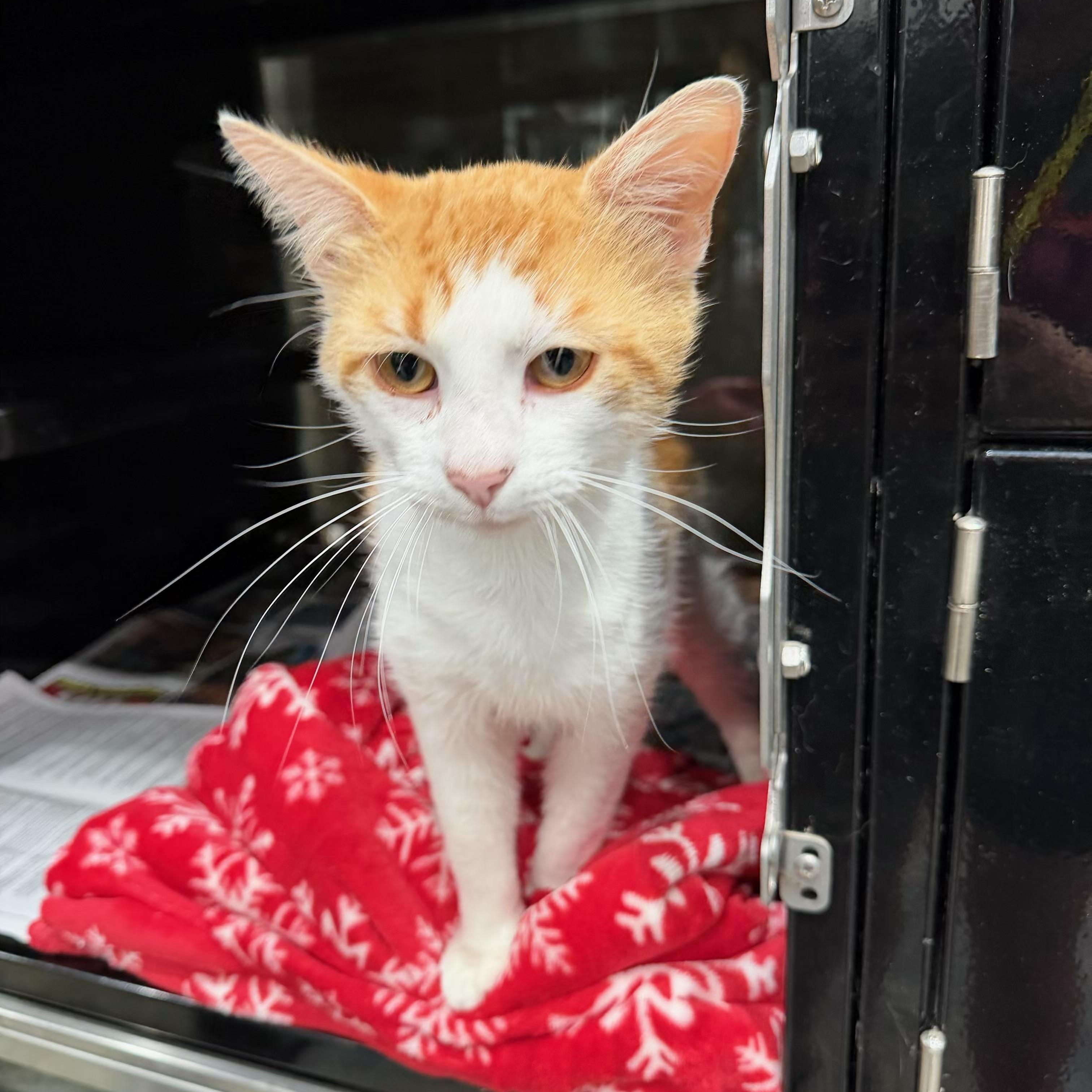 Love Bug, a ADOPTABLE Domestic Short Hair in Sherman, TX image 2/3