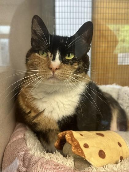 Maisie, Adoptable, Adult Female Domestic Short Hair & Domestic Short Hair.