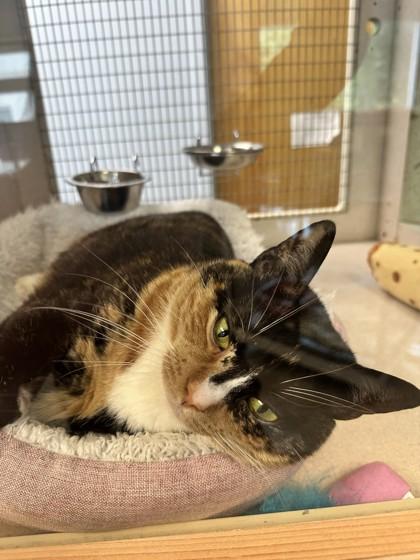Maisie, a Adoptable mixed breed in Palm Coast, FL image 2/3