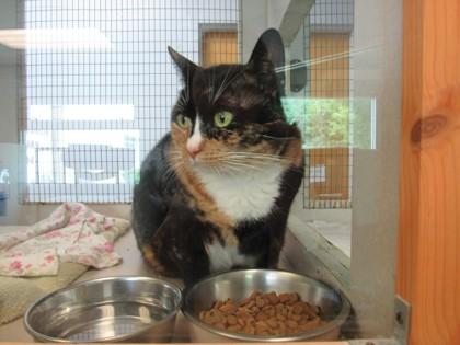 Maisie, a Adoptable mixed breed in Palm Coast, FL image 3/3