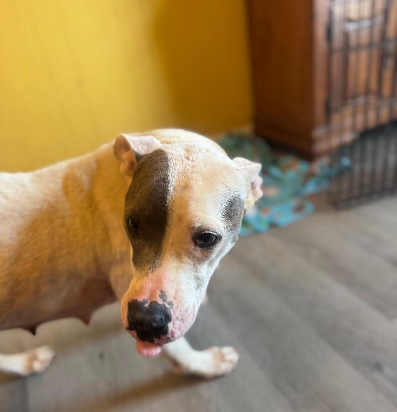 Enlarge Patches, a Adoptable mixed breed in Thomasville, AL image 1/1