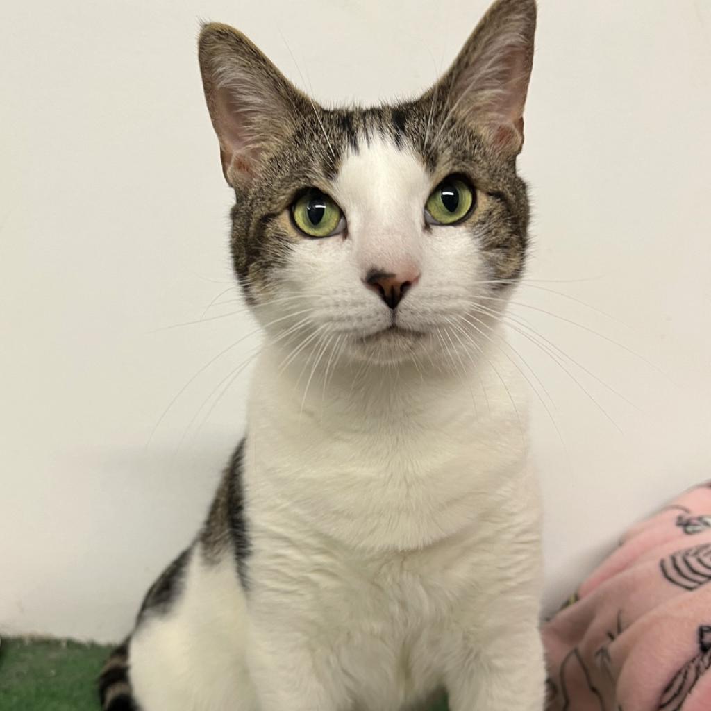 Bradley, Adoptable, Adult Male Domestic Short Hair.