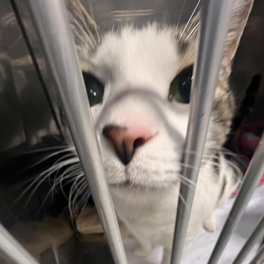 Bradley, a Adoptable Domestic Short Hair in Oceanside, NY image 2/5