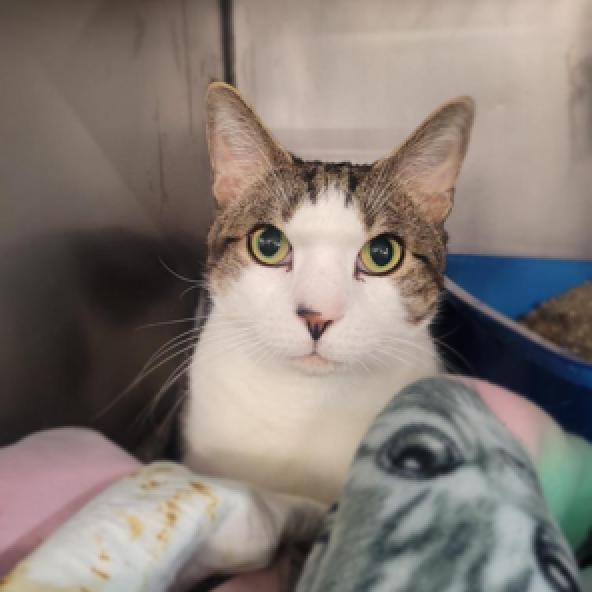 Bradley, a Adoptable Domestic Short Hair in Oceanside, NY image 3/5