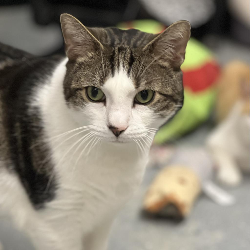 Bradley, a Adoptable Domestic Short Hair in Oceanside, NY image 5/5