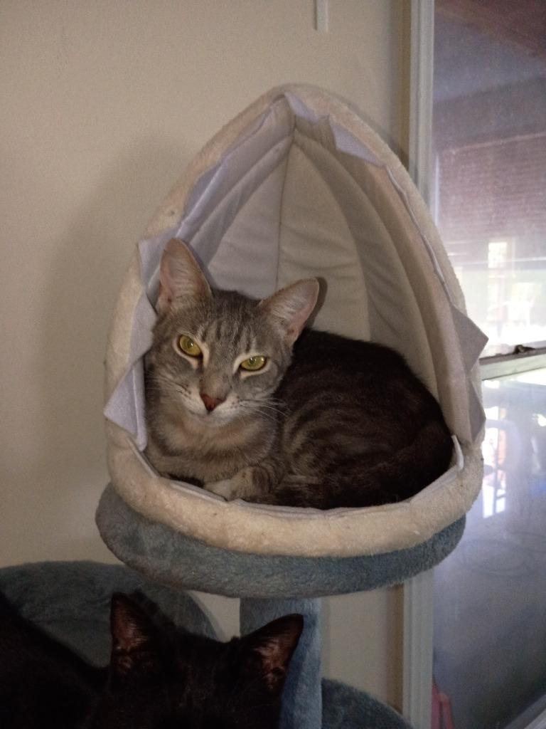 Michael, a Adoptable mixed breed in Hardeeville, SC image 1/2