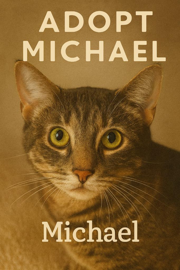 Michael, Adoptable, Adult Male Domestic Short Hair.
