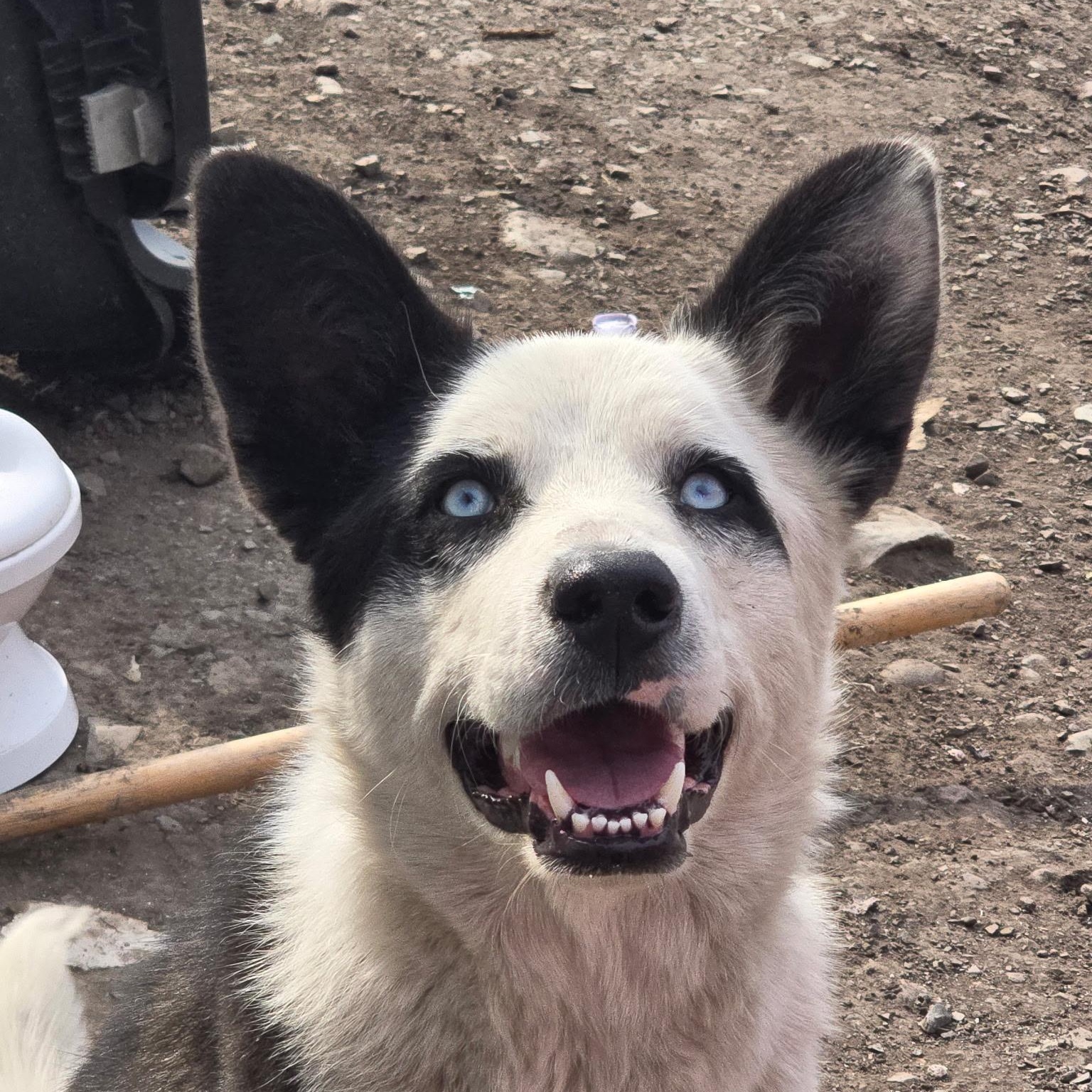 Oreo (NOT at the shelter please call Geraldine at 406-260-1994), an adoptable Mixed Breed in Choteau, MT, 59422 | Photo Image 1