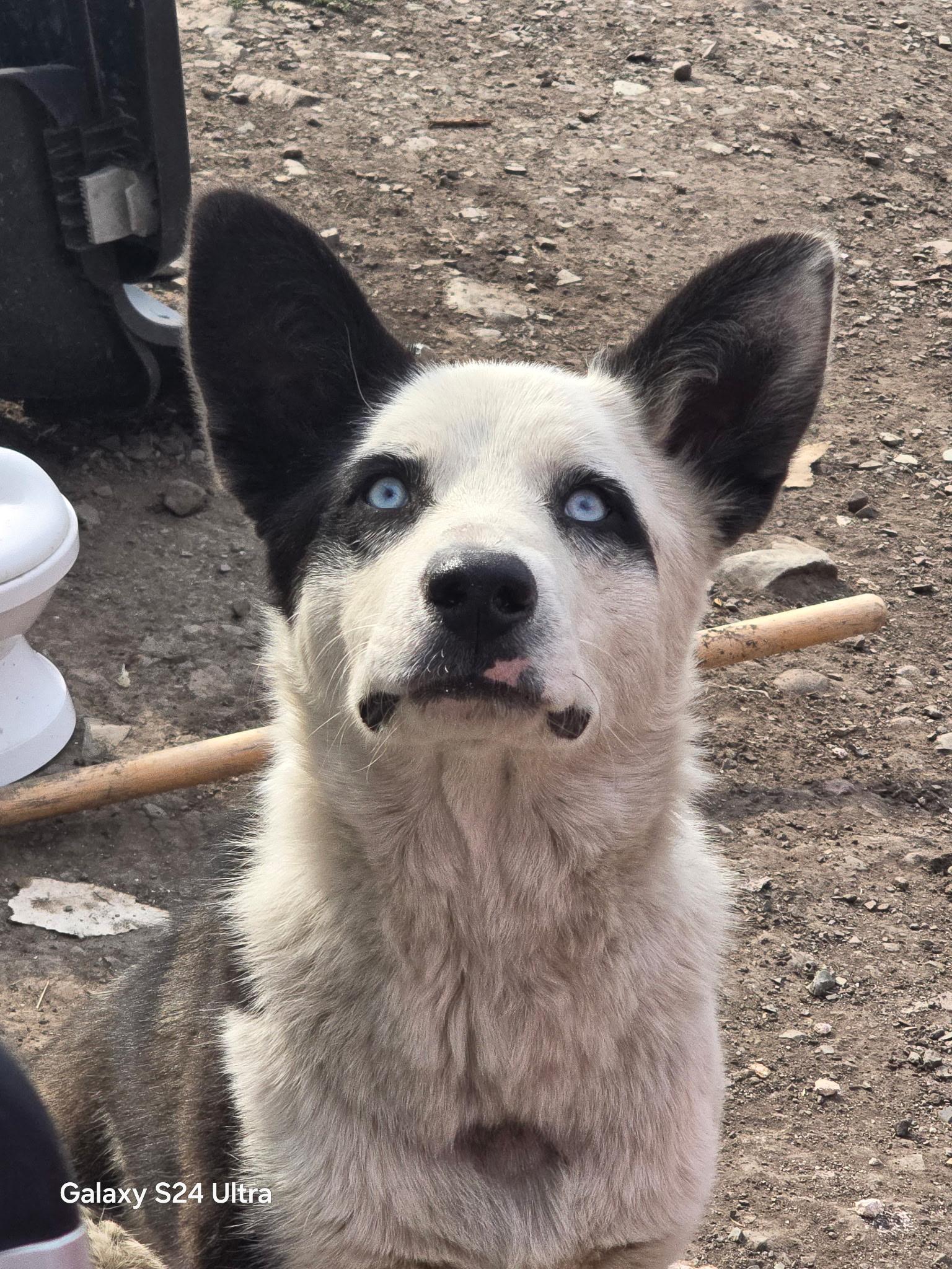 Enlarge Oreo (NOT at the shelter please call Geraldine at 406-260-1994), a Adoptable Mixed Breed in Choteau, MT image 2/3