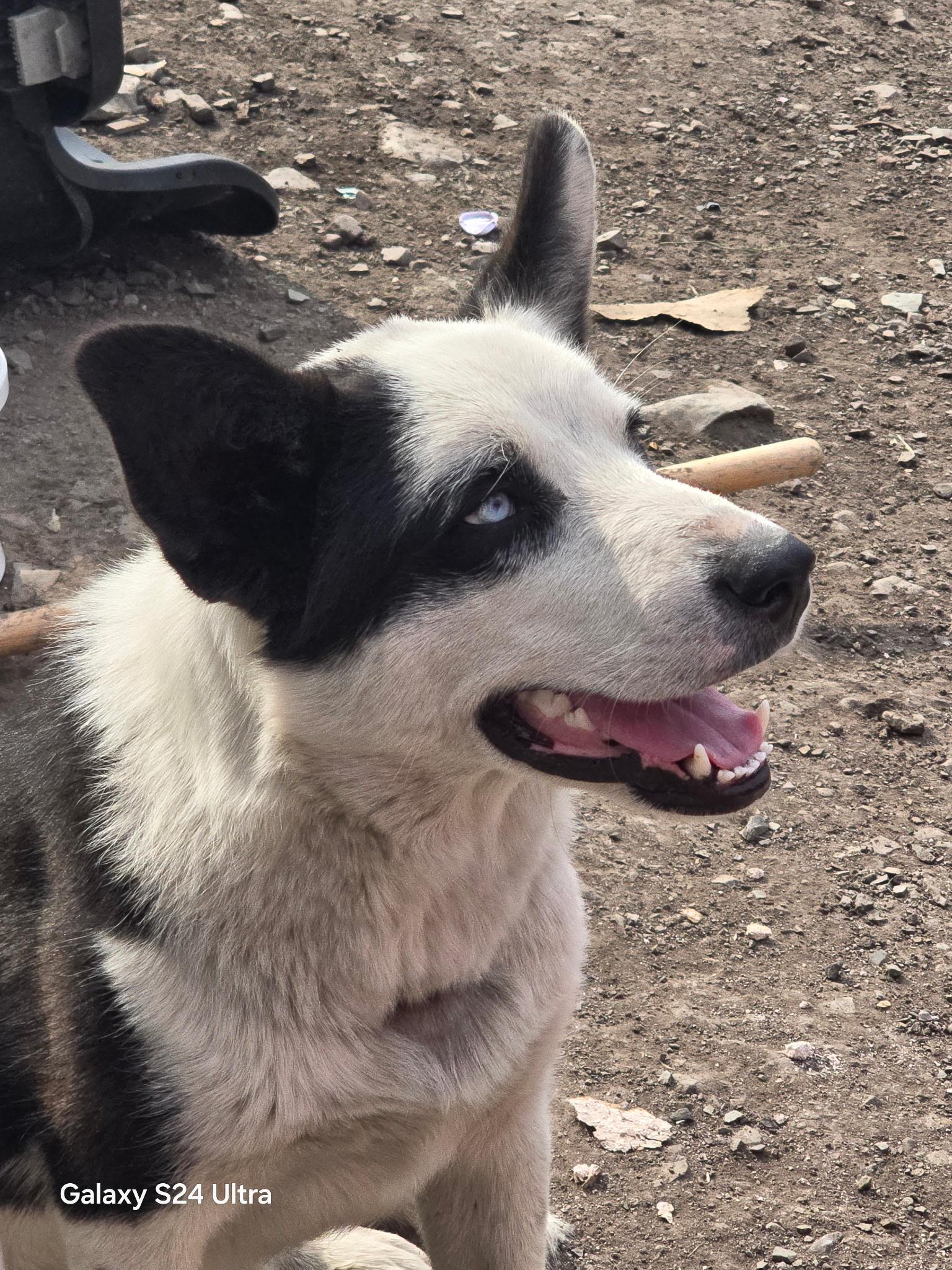 Enlarge Oreo (NOT at the shelter please call Geraldine at 406-260-1994), a Adoptable Mixed Breed in Choteau, MT image 3/3