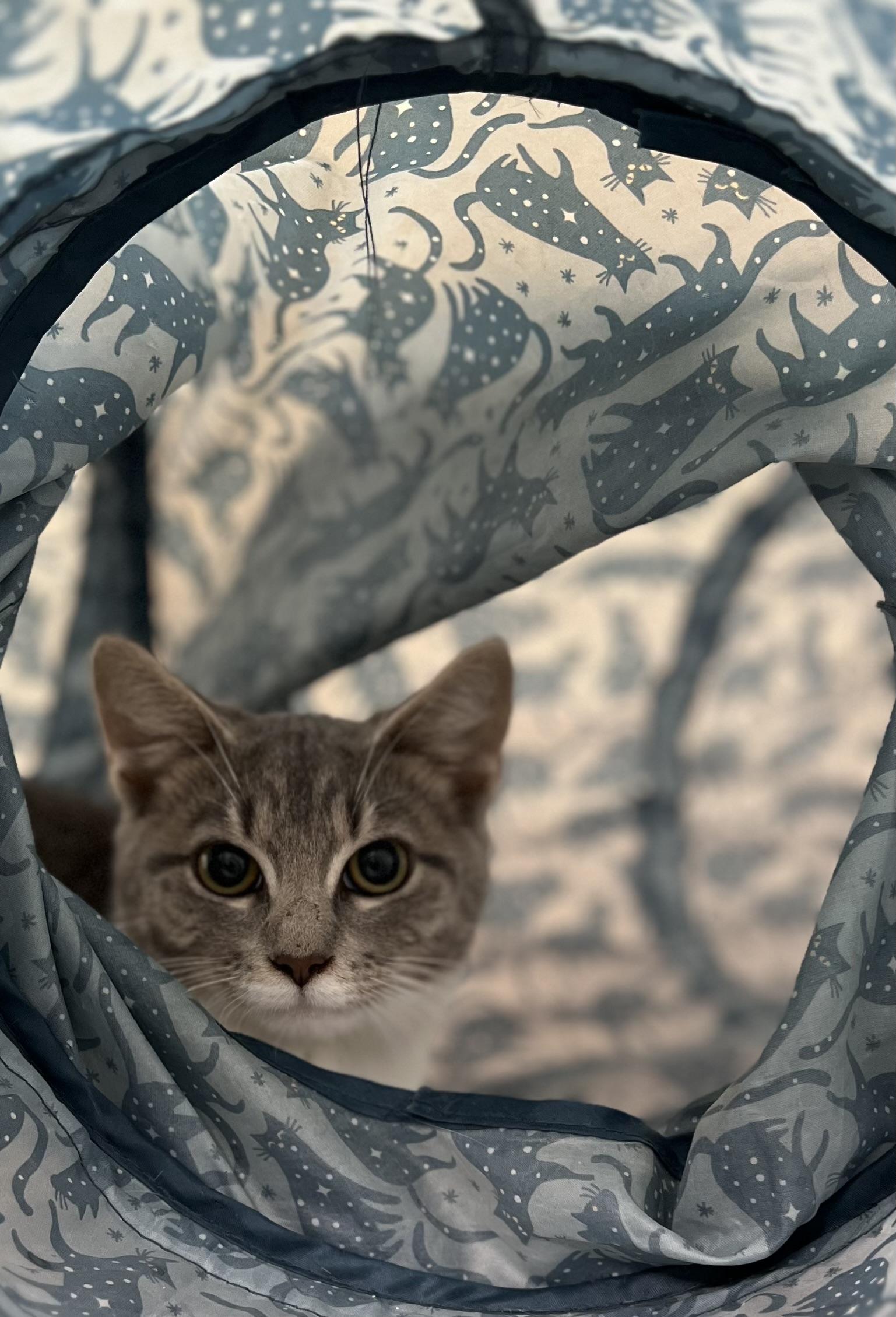 Kelly, a Adopted Tabby in Oriental , NC image 3/5