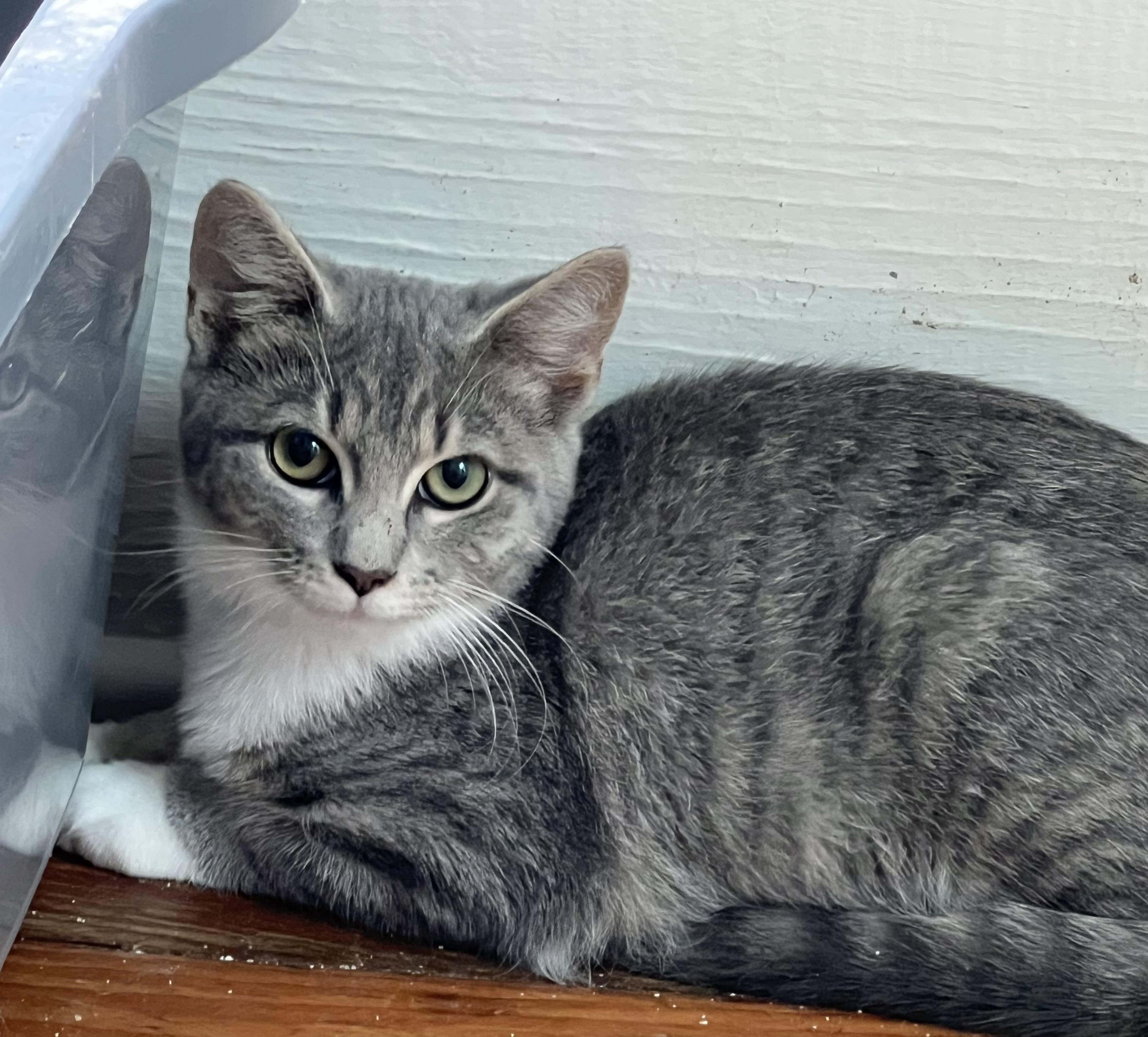 Kelly, a Adopted Tabby in Oriental , NC image 2/5