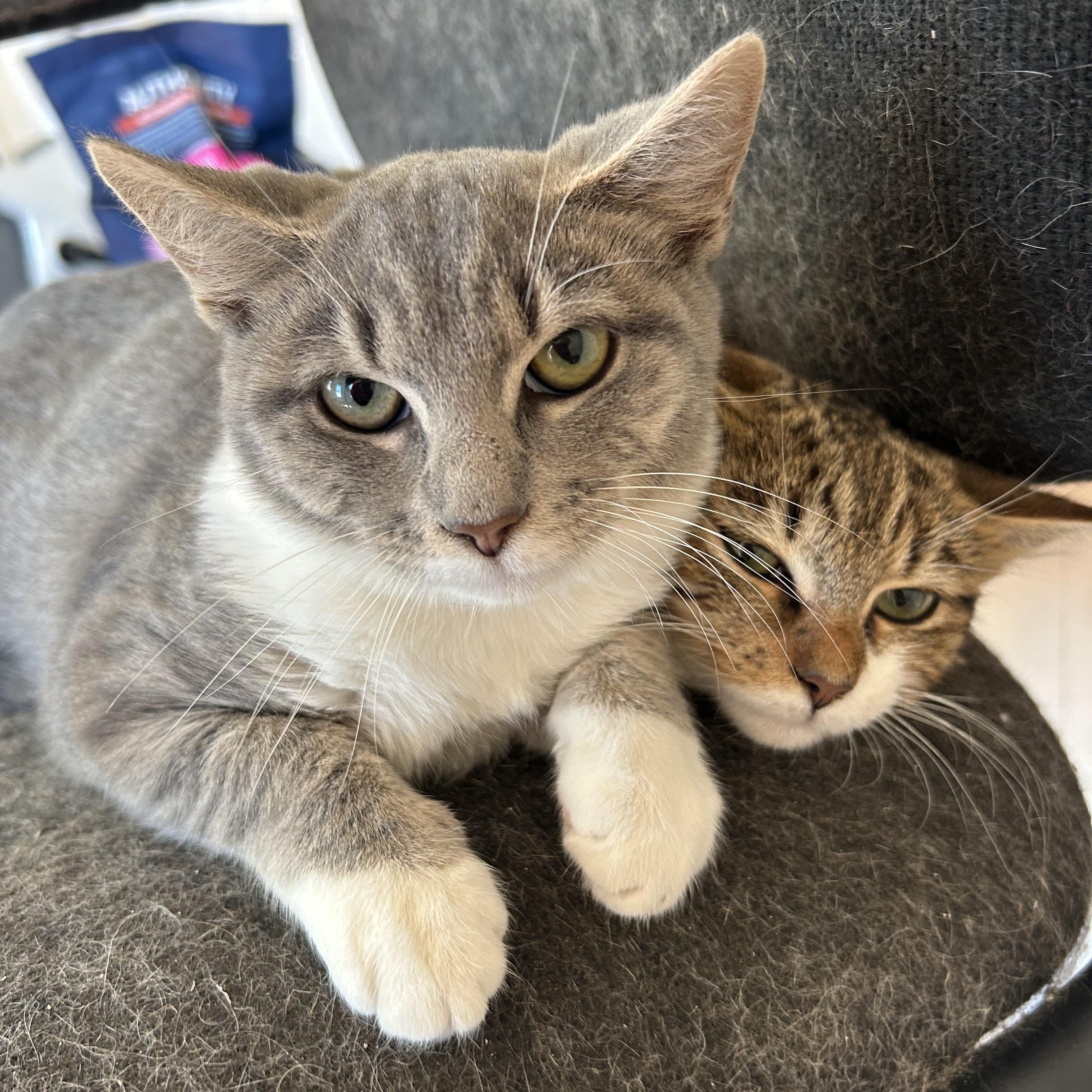 Kelly, a Adopted Tabby in Oriental , NC image 4/5