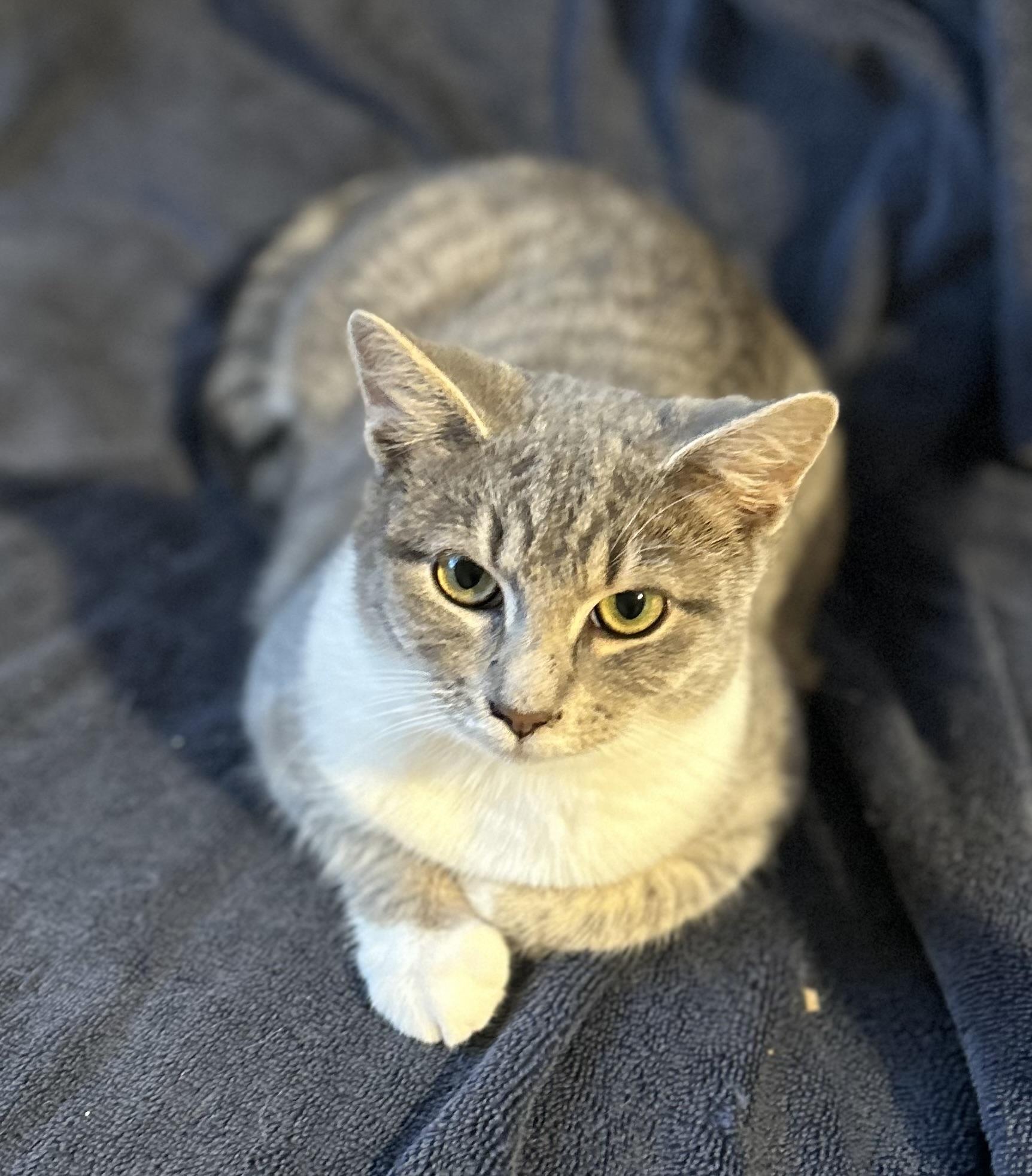 Kelly, Adopted, Young Female Tabby.