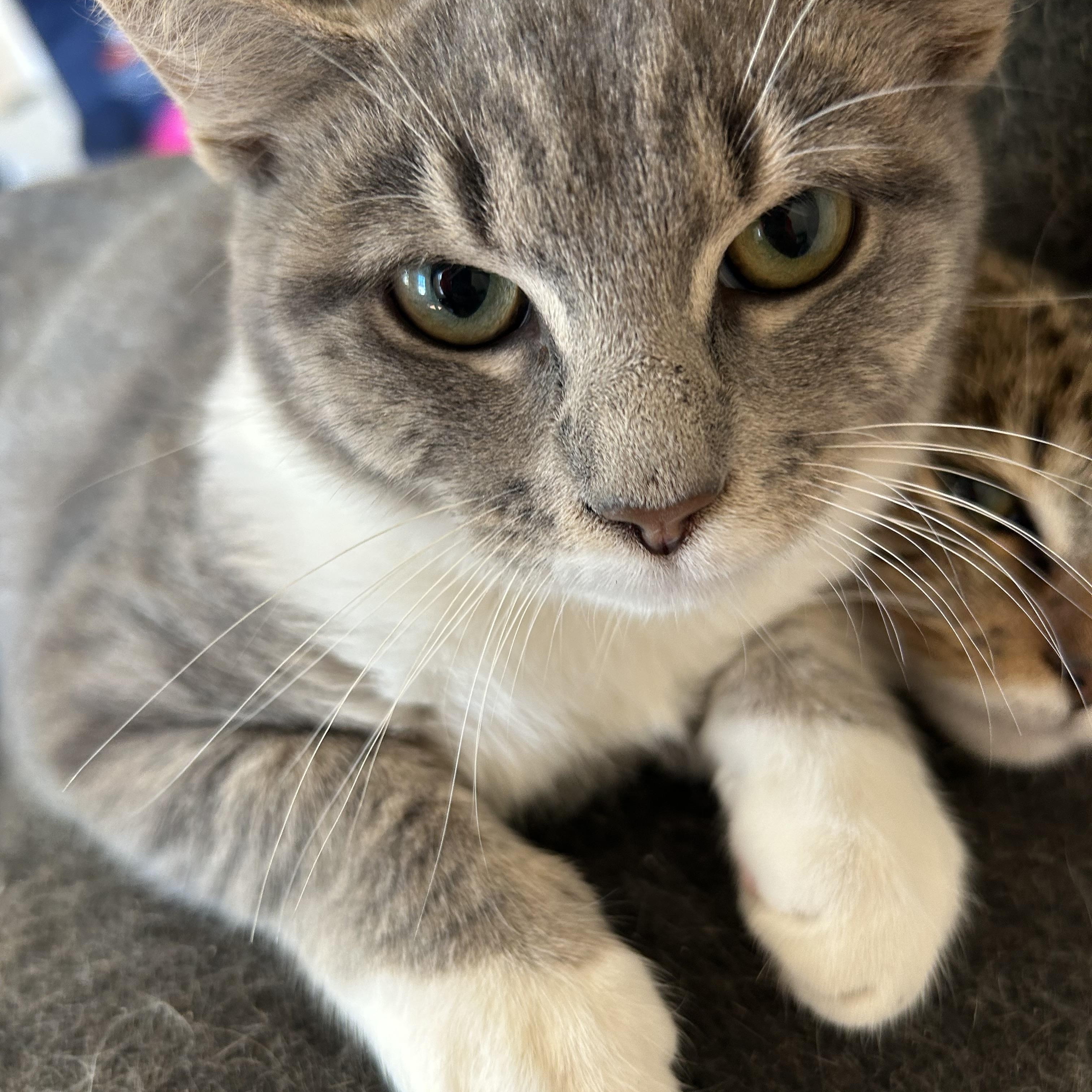 Kelly, a Adopted Tabby in Oriental , NC image 5/5