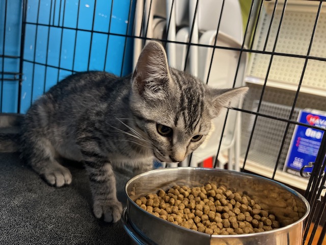 Kelly, an adopted Domestic Short Hair in Louisville, KY_image-1