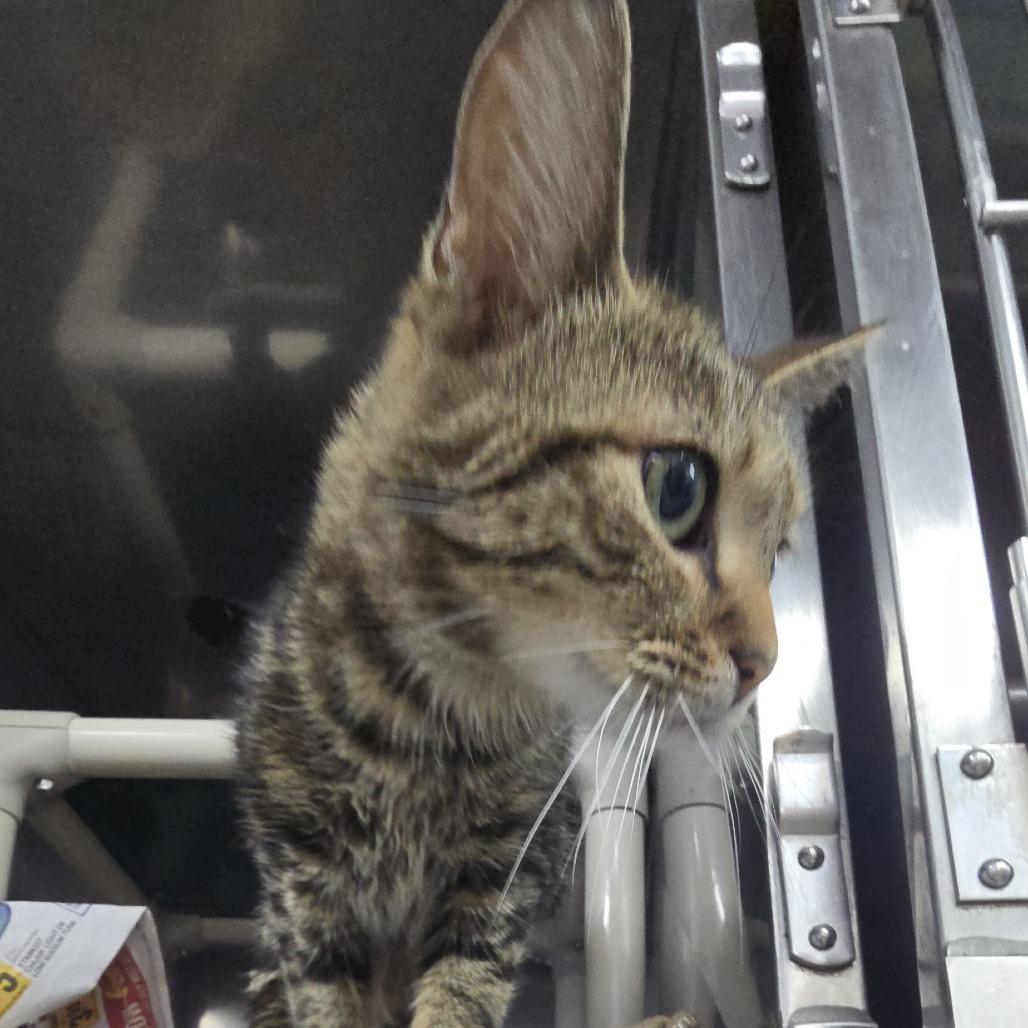 Enlarge Dory 26-0298, a Adoptable Domestic Short Hair in Yanceyville, NC image 1/1