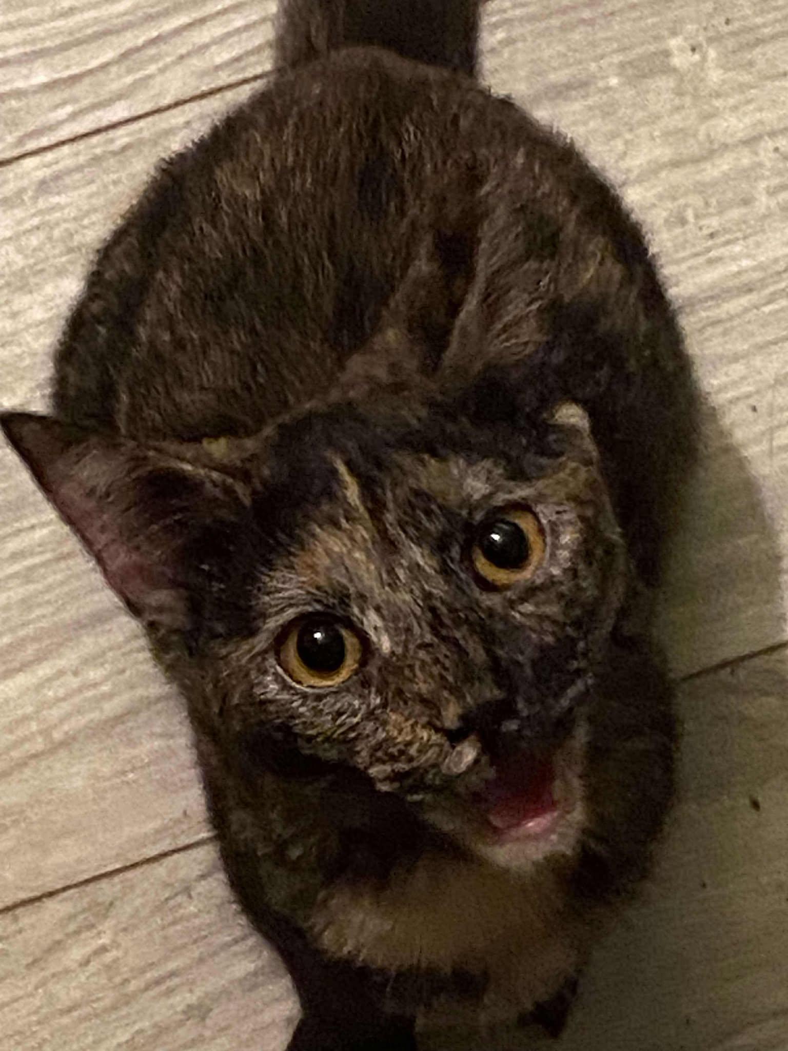 Annabelle "Annie", a Adoptable Domestic Short Hair in Charlotte, NC image 2/4