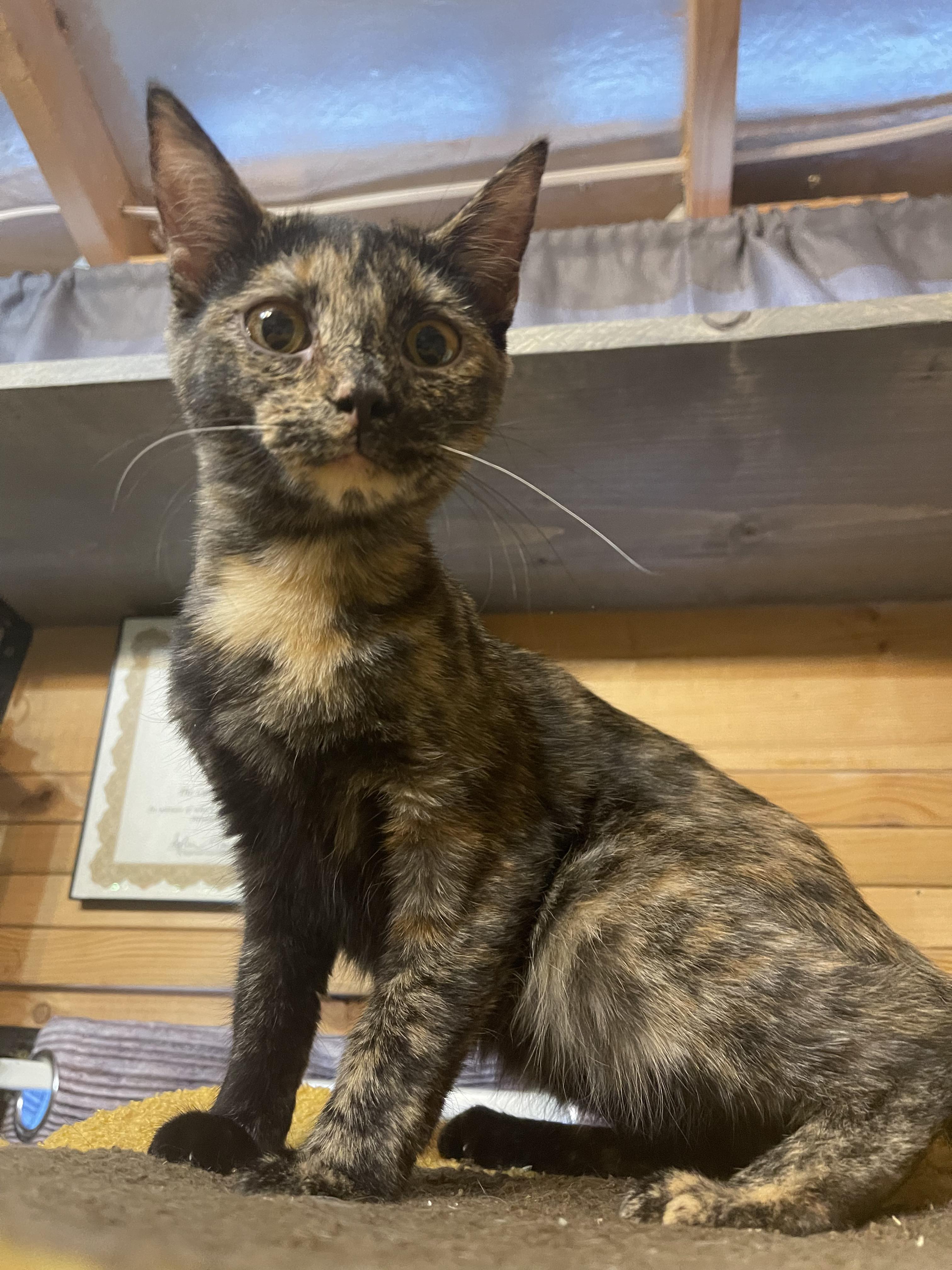 Annabelle "Annie", a Adoptable Domestic Short Hair in Charlotte, NC image 3/4