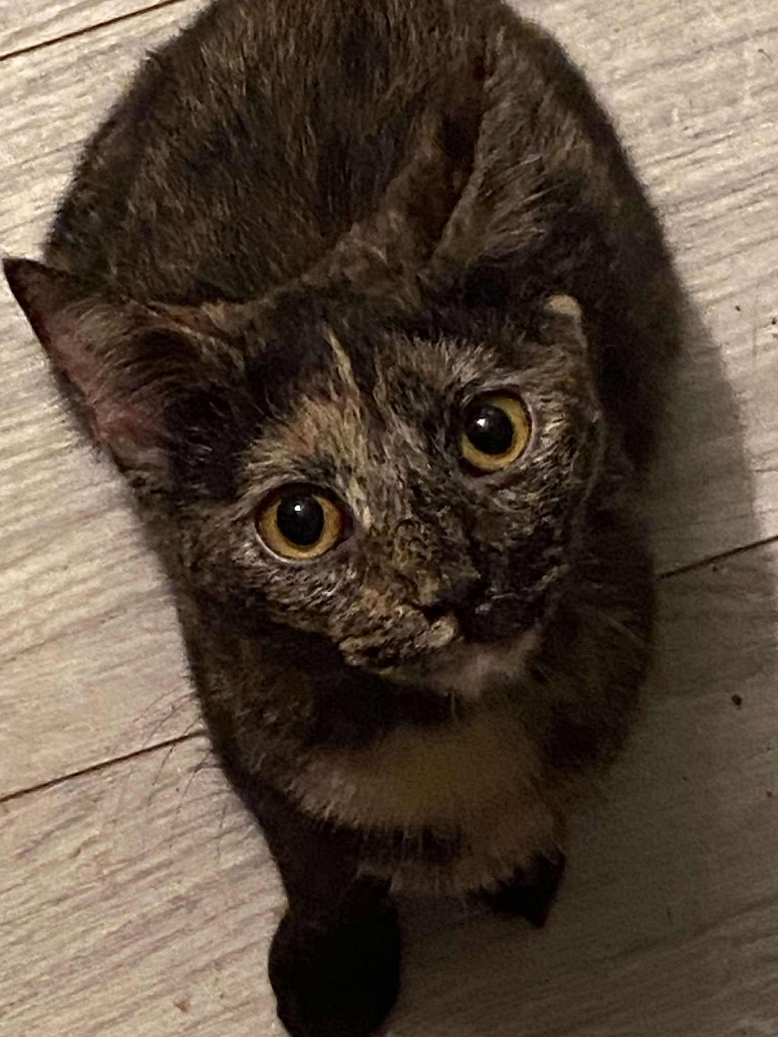 Annabelle "Annie", a Adoptable Domestic Short Hair in Charlotte, NC image 4/4