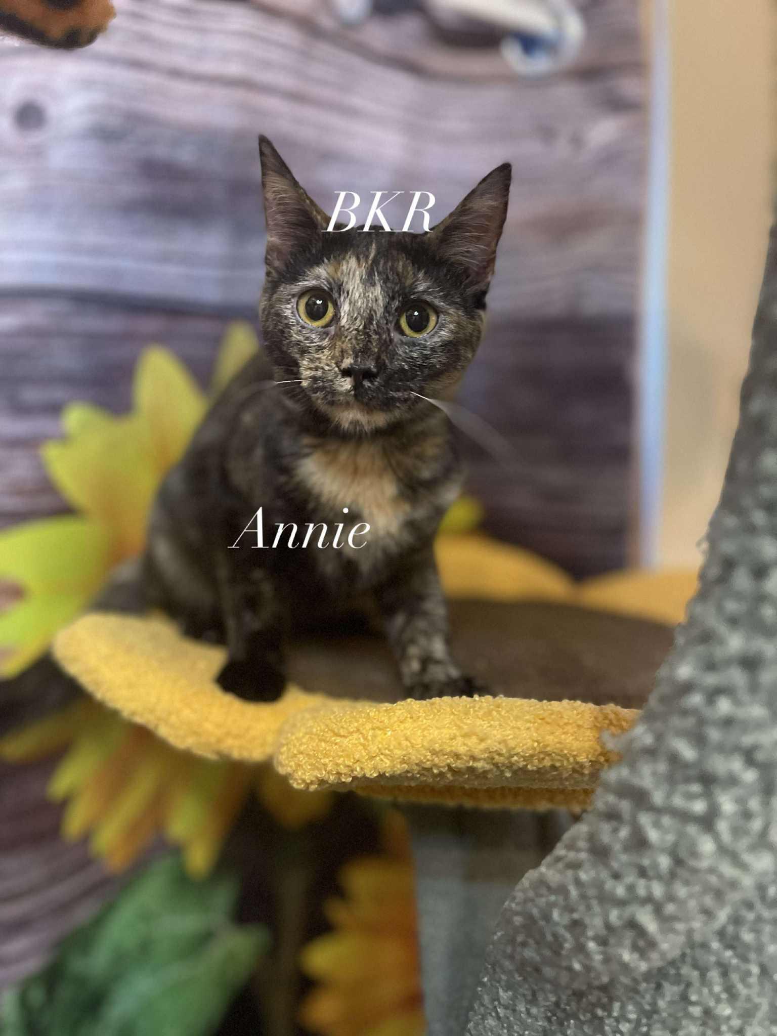 Annabelle "Annie", Adoptable, Adult Female Domestic Short Hair.