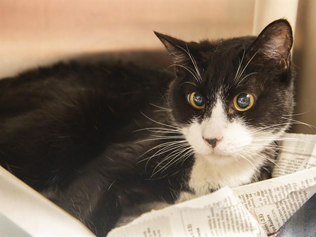 DOMINO, Adoptable, Adult Male Domestic Short Hair.