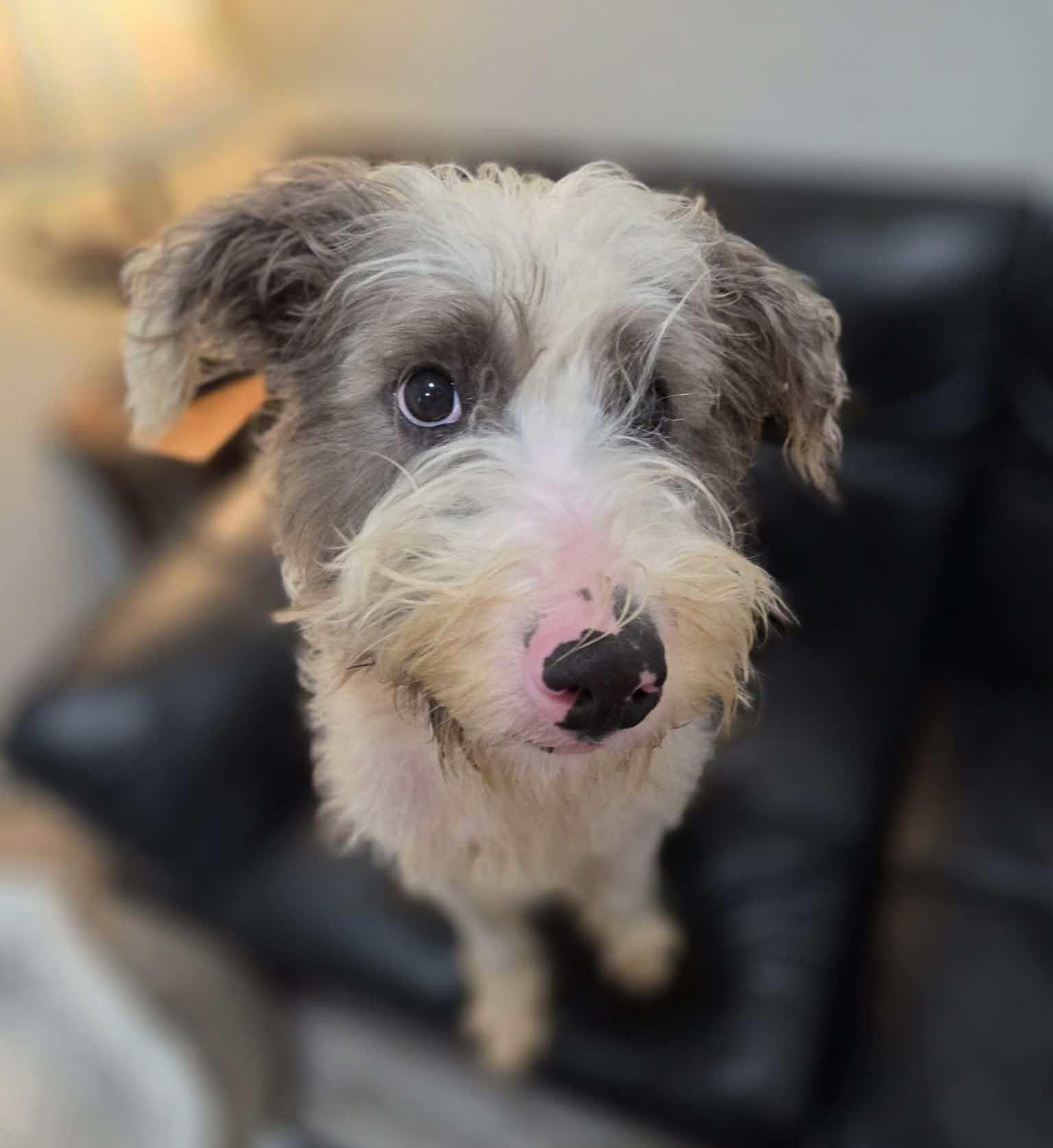 Enlarge Oscar, an adopted mixed breed in Anniston, AL image 5/6