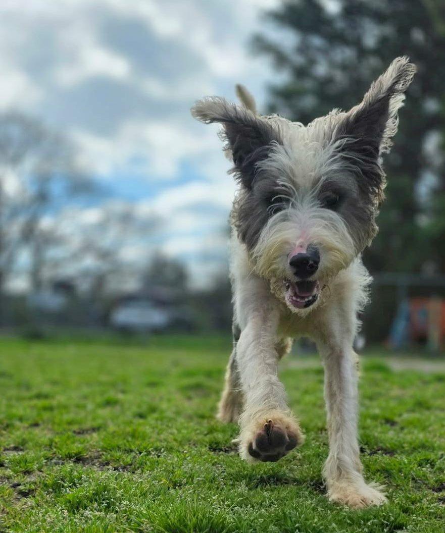 Enlarge Oscar, an adopted mixed breed in Anniston, AL image 6/6