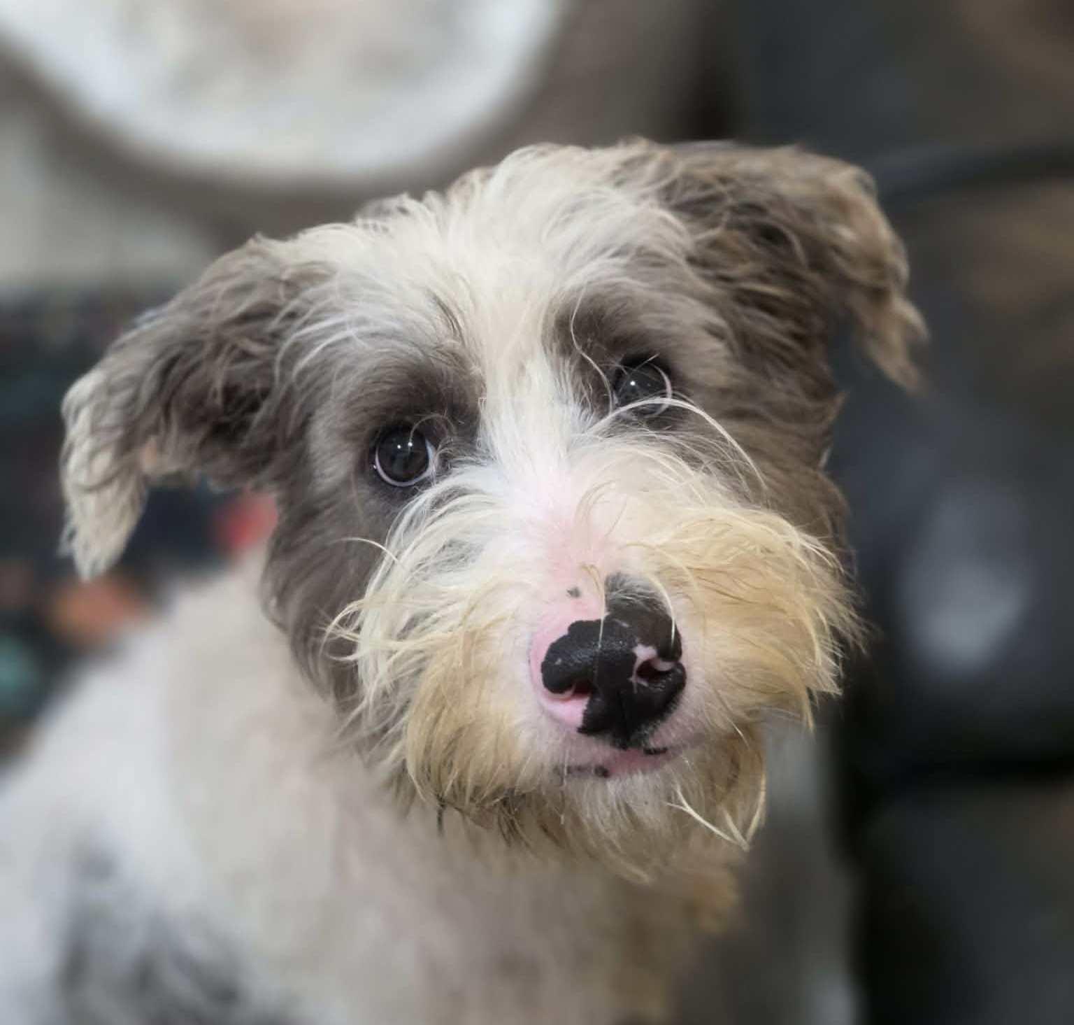 Enlarge Oscar, an adopted mixed breed in Anniston, AL image 1/6