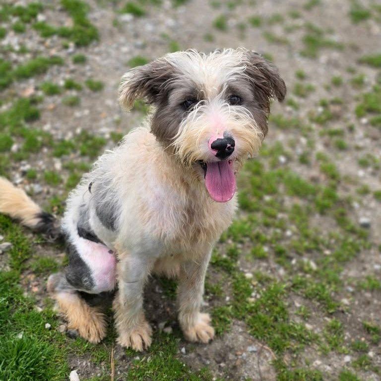 Enlarge Oscar, an adopted mixed breed in Anniston, AL image 4/6