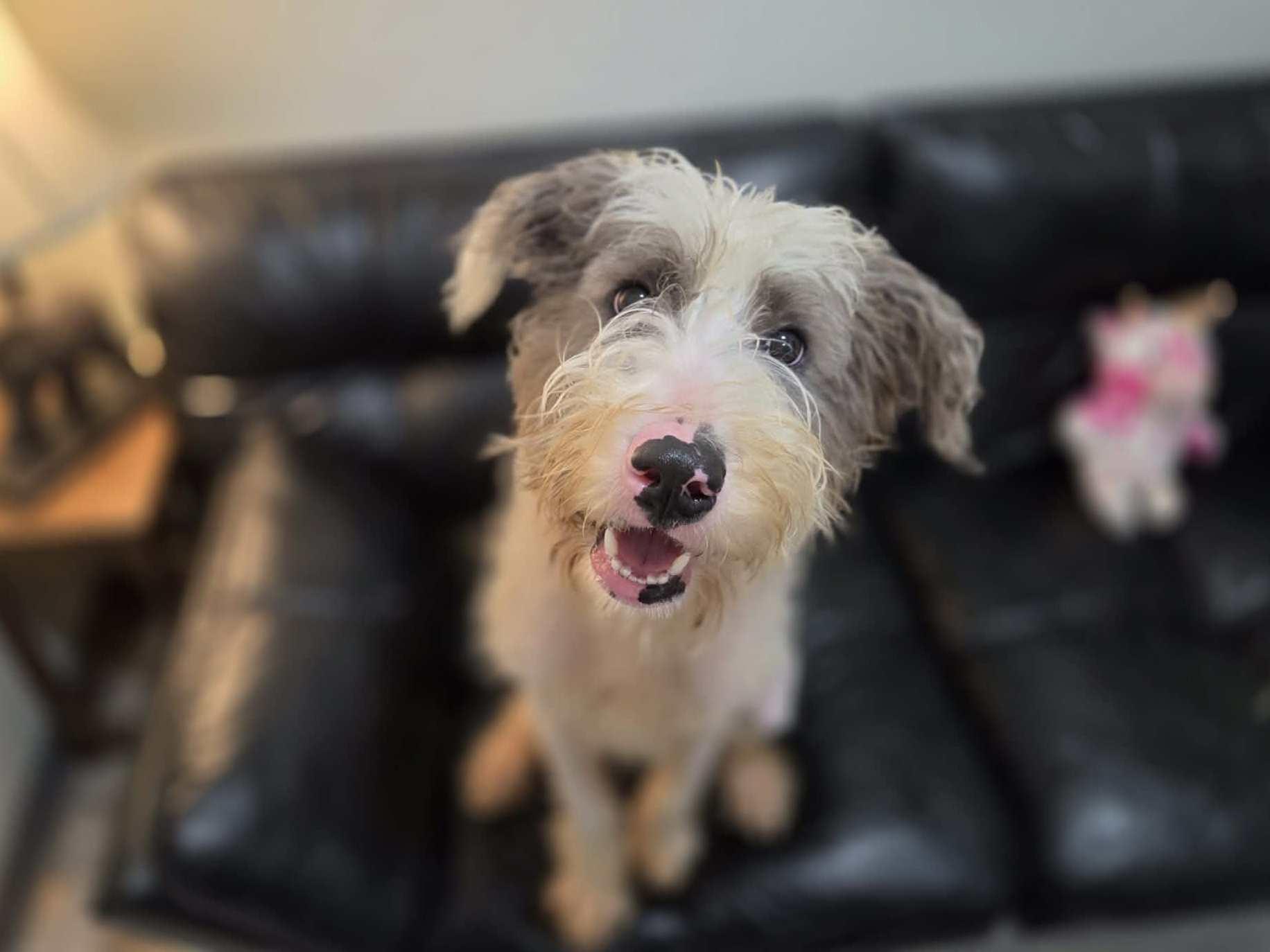 Enlarge Oscar, an adopted mixed breed in Anniston, AL image 3/6