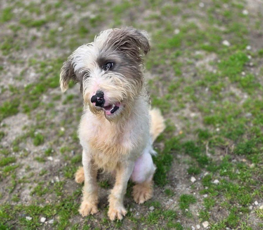 Enlarge Oscar, an adopted mixed breed in Anniston, AL image 2/6