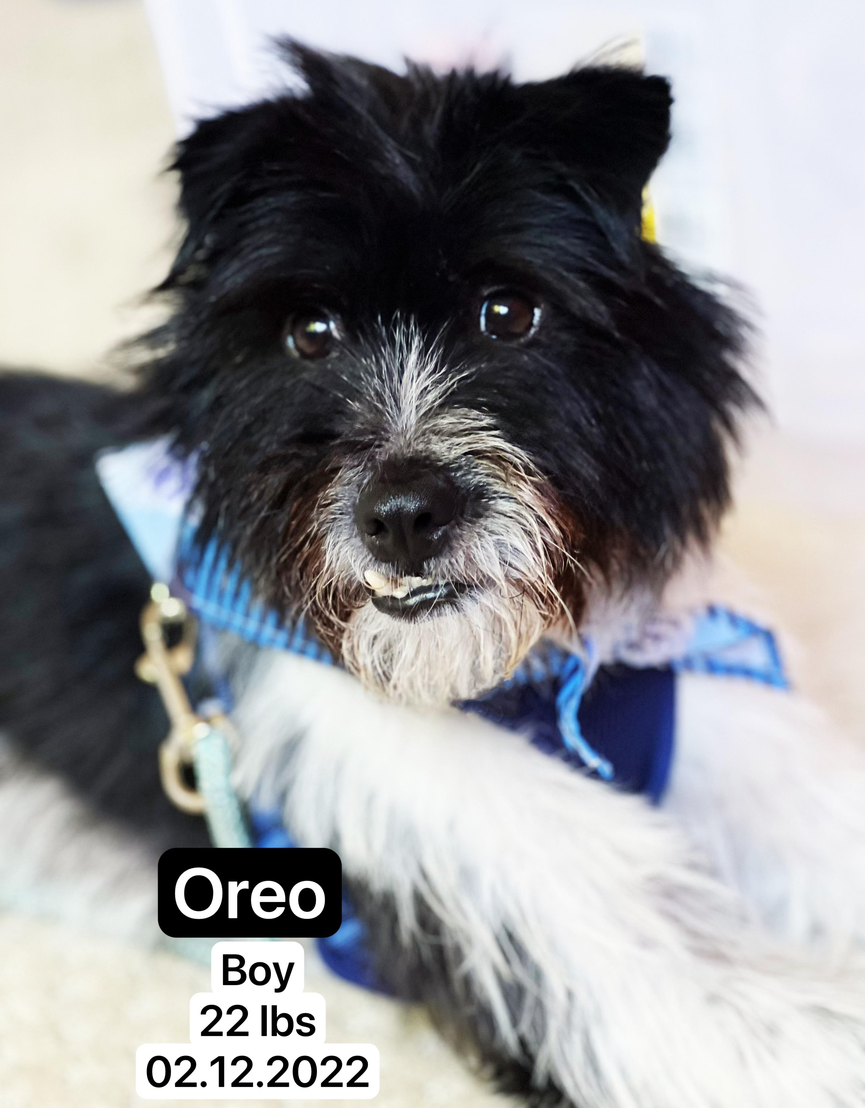 Oreo/Dian Dian, an adoptable Munsterlander in West Hollywood, CA, 90069 | Photo Image 1